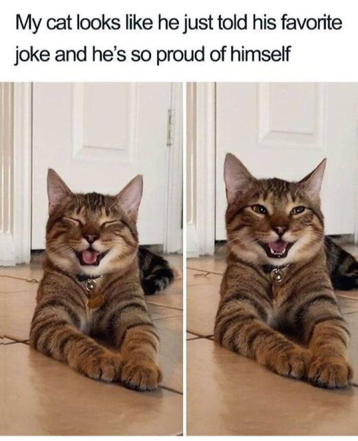 80 Adorable Pet Memes That Might Melt Your Heart