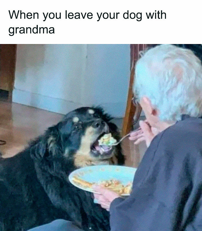 80 Adorable Pet Memes That Might Melt Your Heart