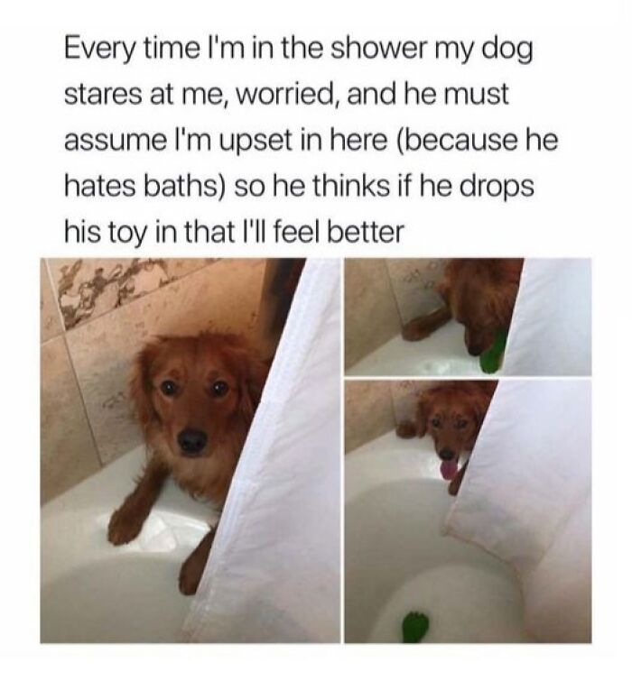 80 Adorable Pet Memes That Might Melt Your Heart