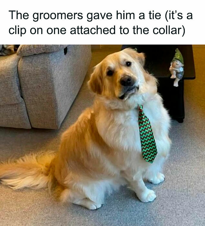 80 Adorable Pet Memes That Might Melt Your Heart