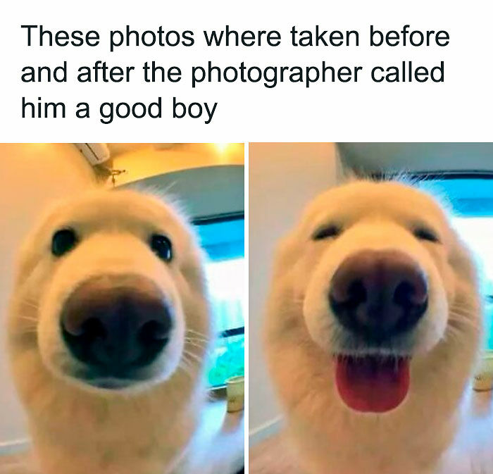 80 Adorable Pet Memes That Might Melt Your Heart