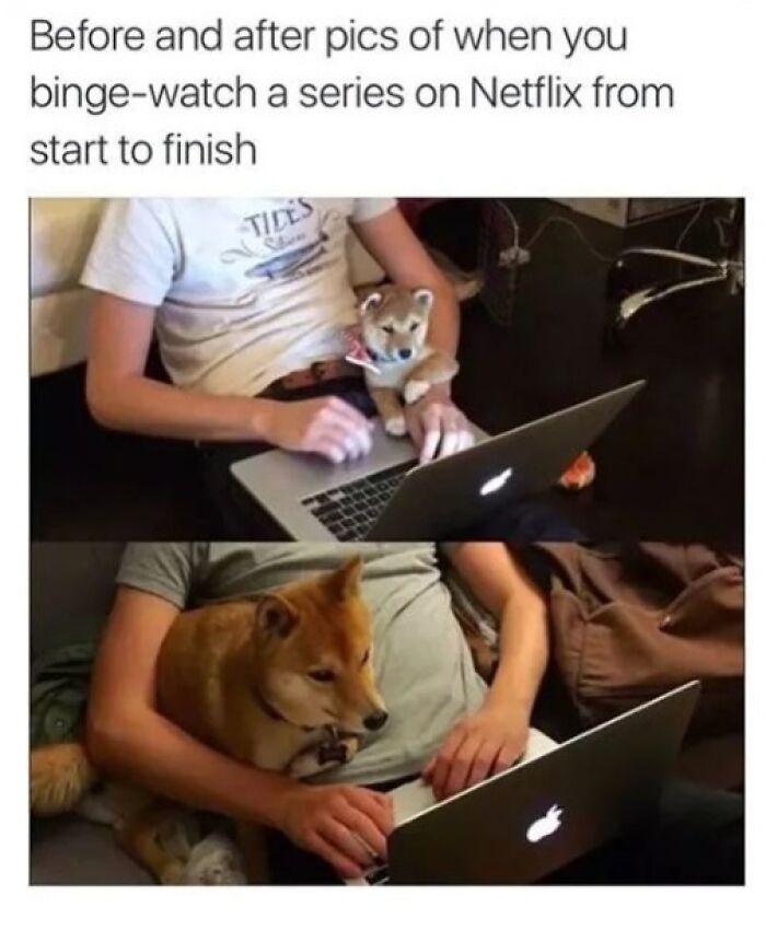 80 Adorable Pet Memes That Might Melt Your Heart