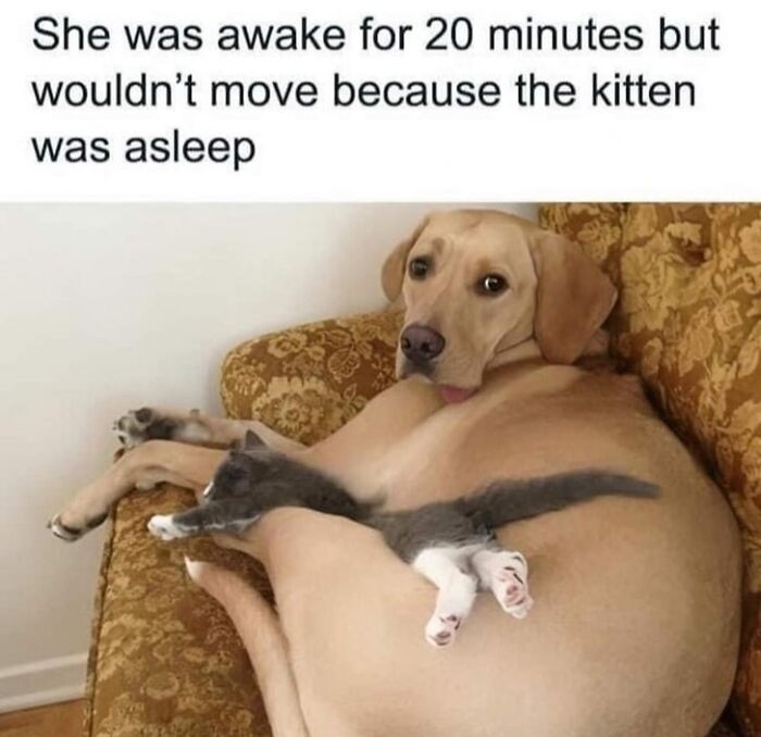 80 Adorable Pet Memes That Might Melt Your Heart