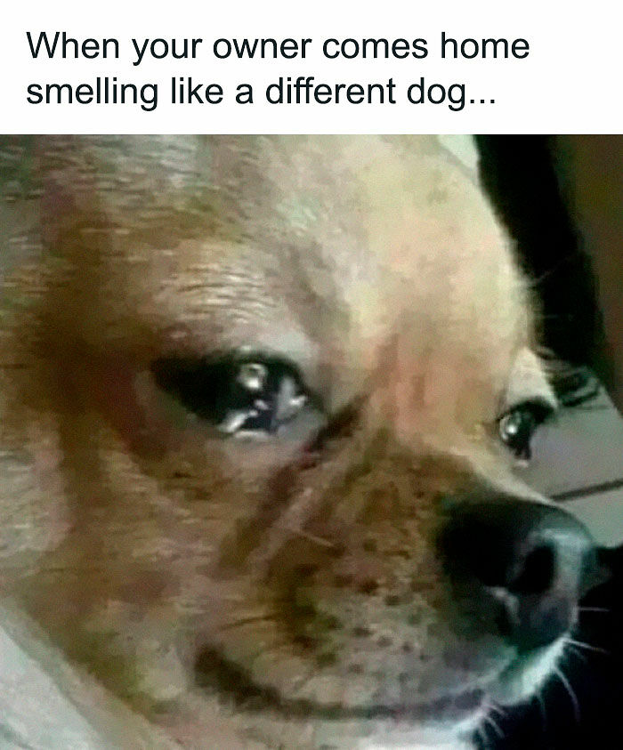 80 Adorable Pet Memes That Might Melt Your Heart