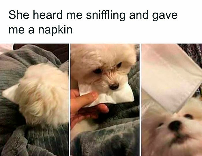 80 Adorable Pet Memes That Might Melt Your Heart