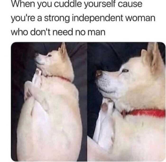 80 Adorable Pet Memes That Might Melt Your Heart