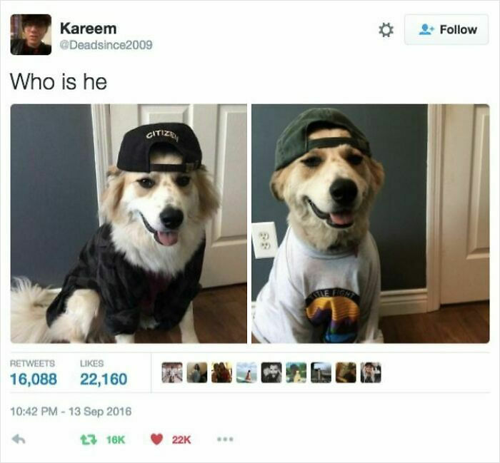 80 Adorable Pet Memes That Might Melt Your Heart