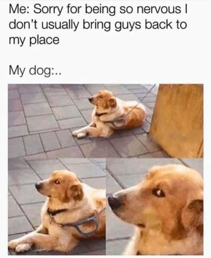 80 Adorable Pet Memes That Might Melt Your Heart