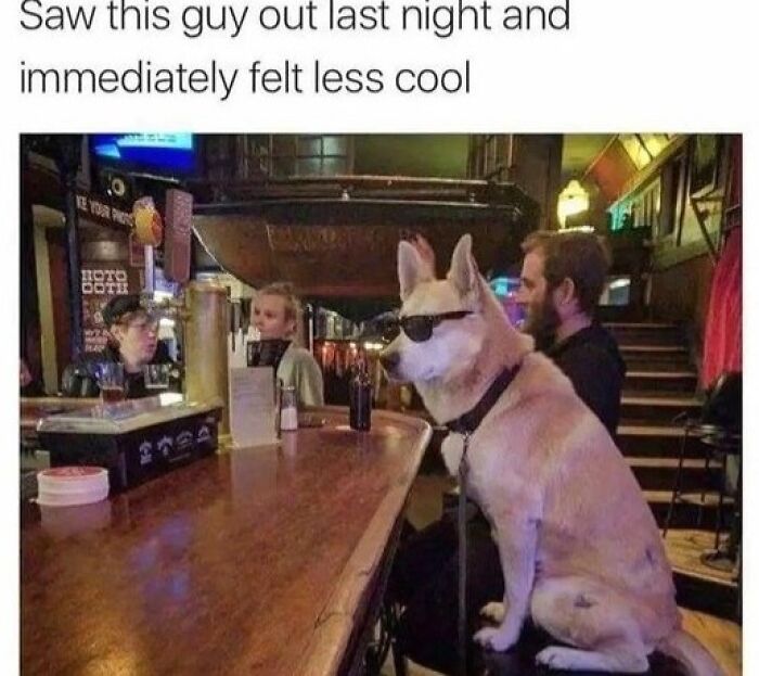 80 Adorable Pet Memes That Might Melt Your Heart