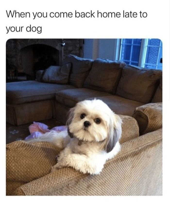 80 Adorable Pet Memes That Might Melt Your Heart