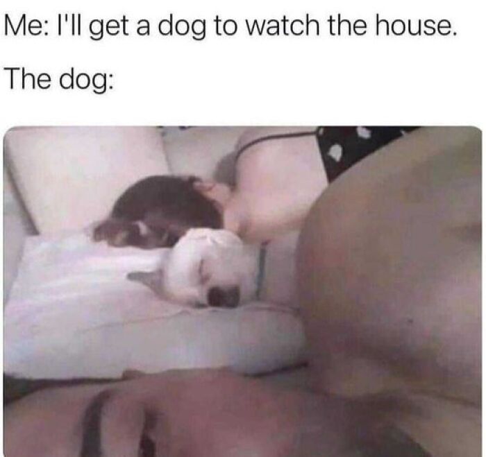 80 Adorable Pet Memes That Might Melt Your Heart