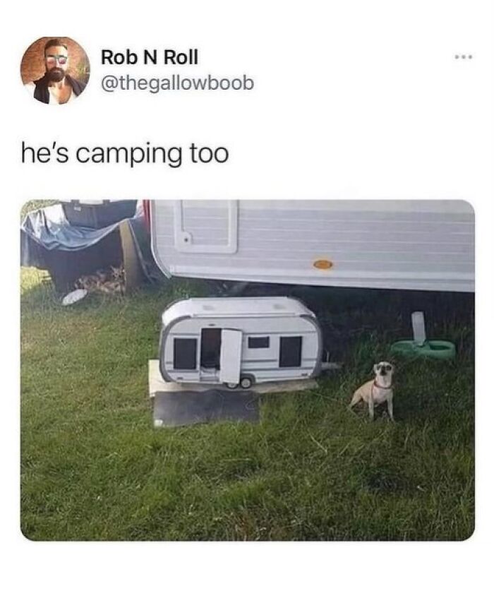 80 Adorable Pet Memes That Might Melt Your Heart