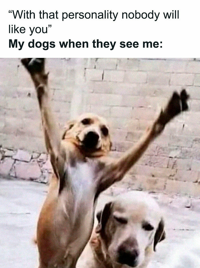 80 Adorable Pet Memes That Might Melt Your Heart