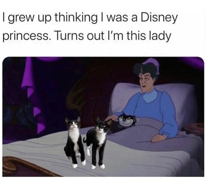 80 Adorable Pet Memes That Might Melt Your Heart