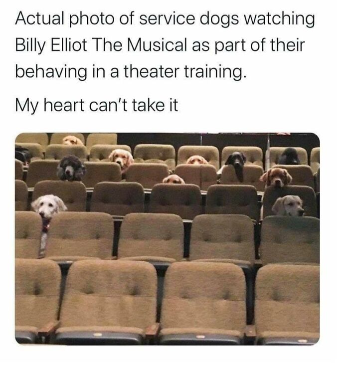 80 Adorable Pet Memes That Might Melt Your Heart