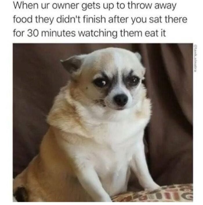 80 Adorable Pet Memes That Might Melt Your Heart