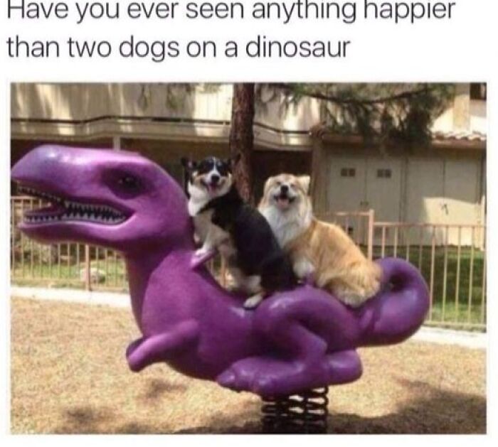 80 Adorable Pet Memes That Might Melt Your Heart