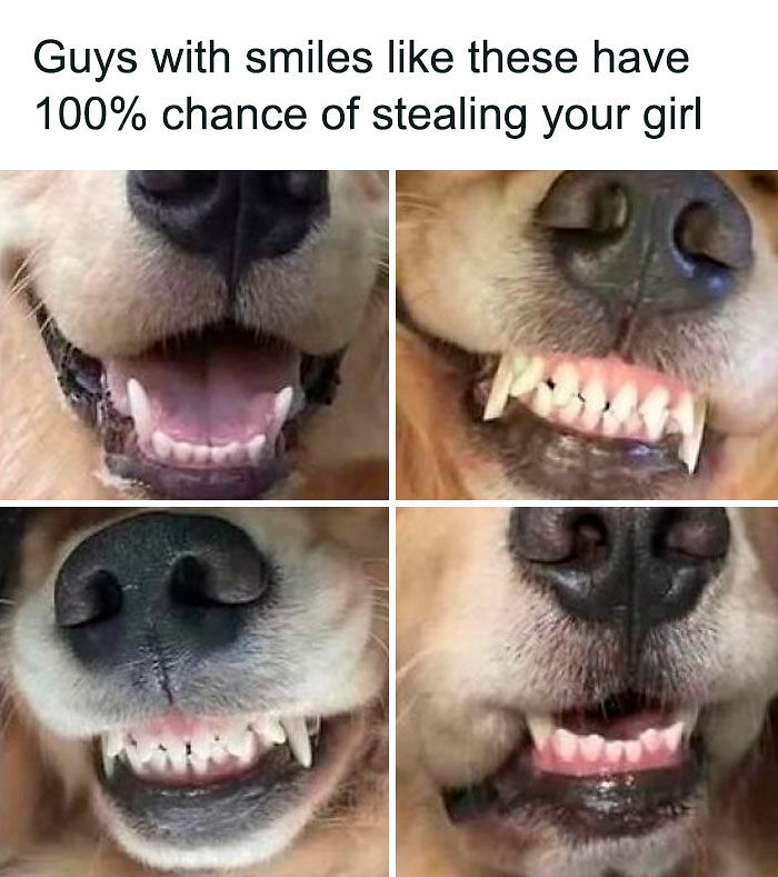 80 Adorable Pet Memes That Might Melt Your Heart