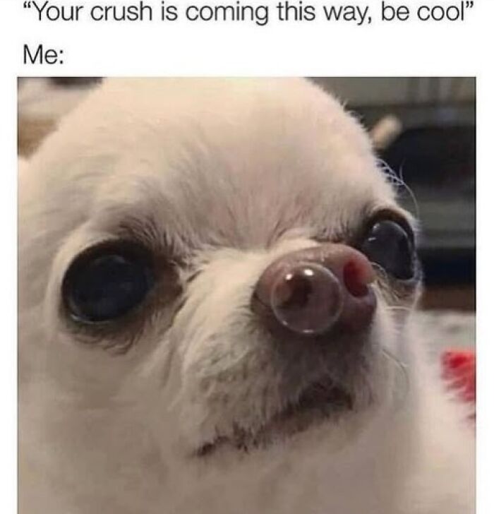 80 Adorable Pet Memes That Might Melt Your Heart