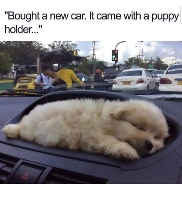 80 Adorable Pet Memes That Might Melt Your Heart