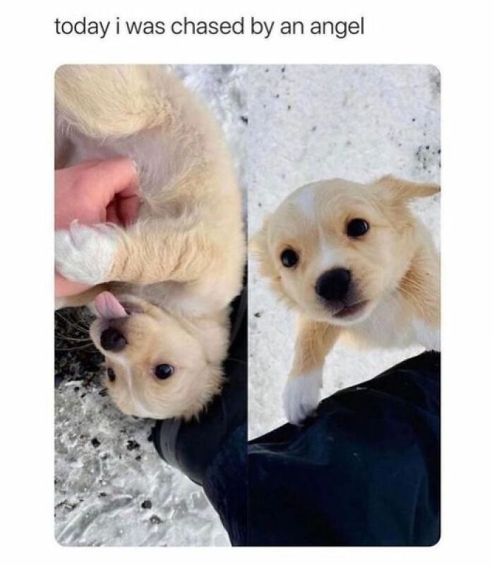80 Adorable Pet Memes That Might Melt Your Heart