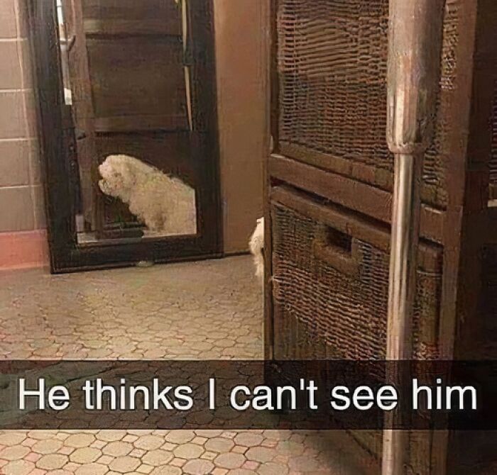 80 Adorable Pet Memes That Might Melt Your Heart