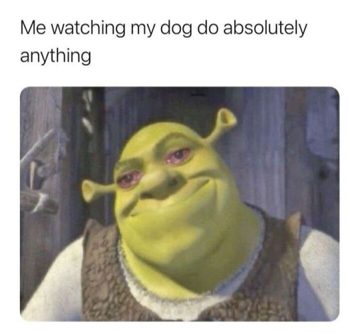 80 Adorable Pet Memes That Might Melt Your Heart