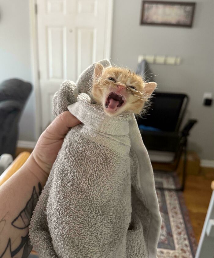“Born To Scream!”: 93 Cats Who Couldn’t Keep Their Meows To Themselves (New Pics)
