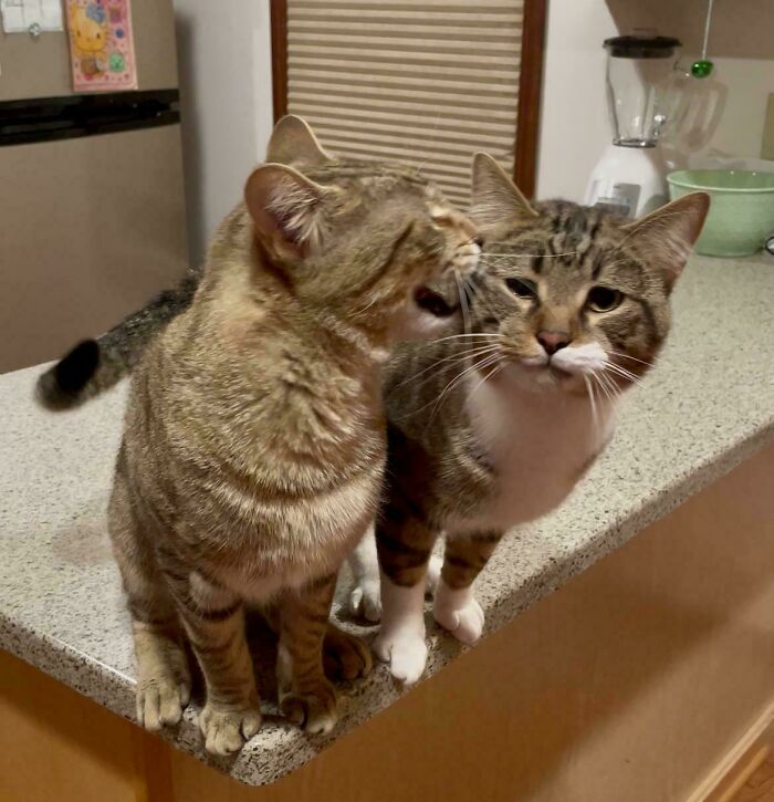 “Born To Scream!”: 93 Cats Who Couldn’t Keep Their Meows To Themselves (New Pics)