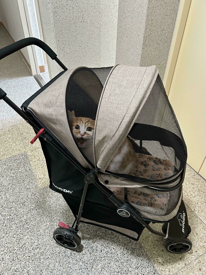 “Born To Scream!”: 93 Cats Who Couldn’t Keep Their Meows To Themselves (New Pics)