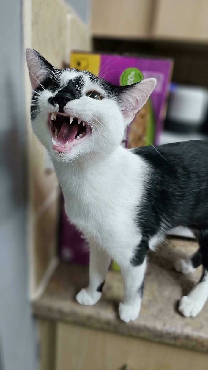 “Born To Scream!”: 93 Cats Who Couldn’t Keep Their Meows To Themselves (New Pics)