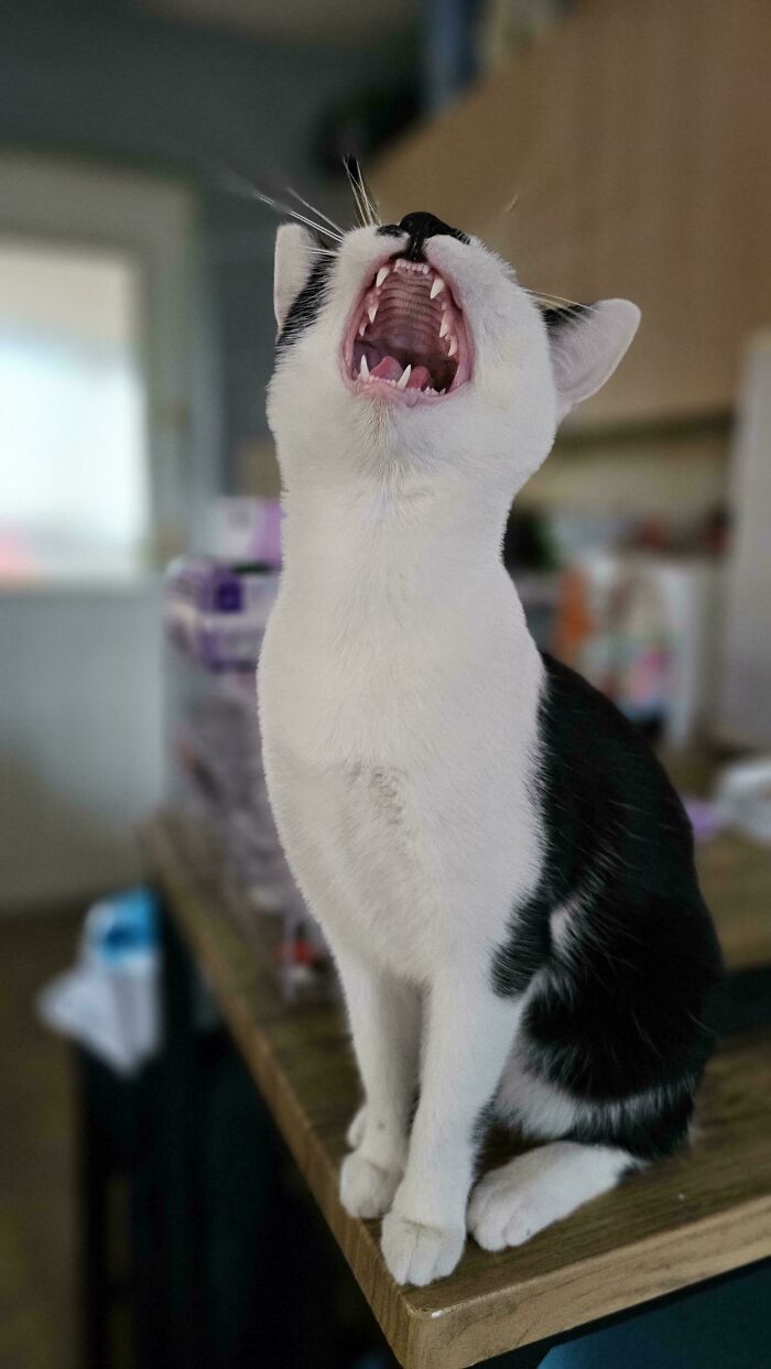 “Born To Scream!”: 93 Cats Who Couldn’t Keep Their Meows To Themselves (New Pics)