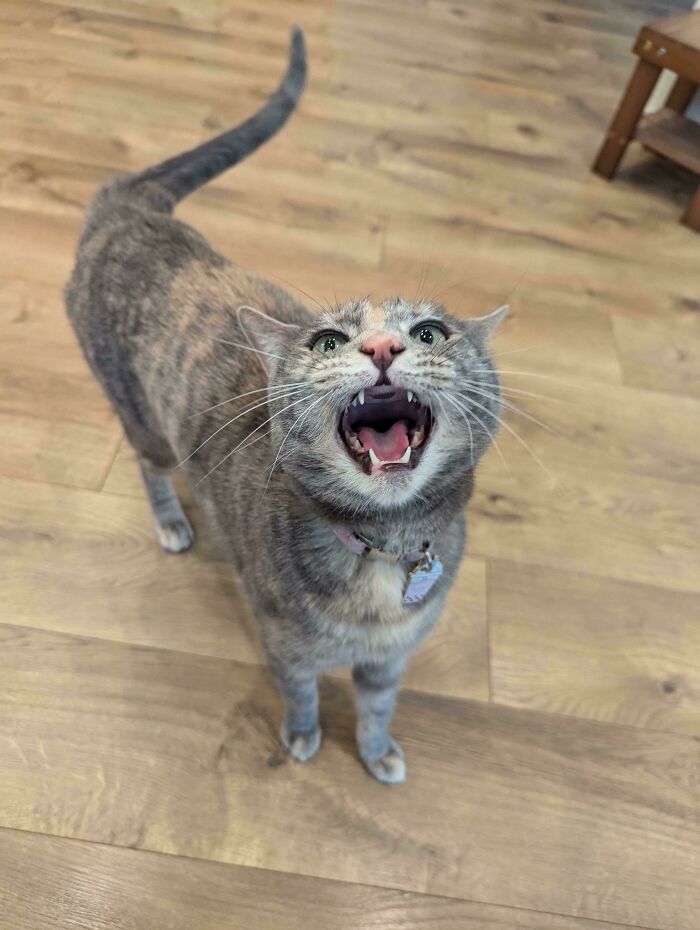 “Born To Scream!”: 93 Cats Who Couldn’t Keep Their Meows To Themselves (New Pics)
