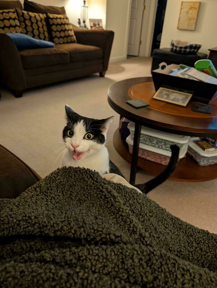 “Born To Scream!”: 93 Cats Who Couldn’t Keep Their Meows To Themselves (New Pics)