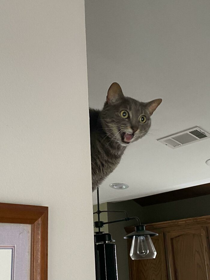 “Born To Scream!”: 93 Cats Who Couldn’t Keep Their Meows To Themselves (New Pics)