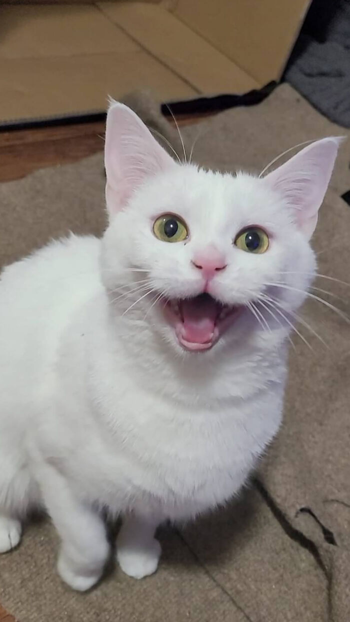 “Born To Scream!”: 93 Cats Who Couldn’t Keep Their Meows To Themselves (New Pics)