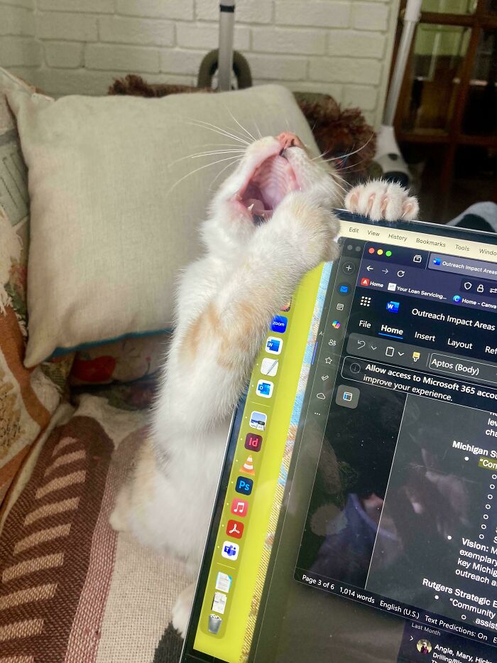 “Born To Scream!”: 93 Cats Who Couldn’t Keep Their Meows To Themselves (New Pics)