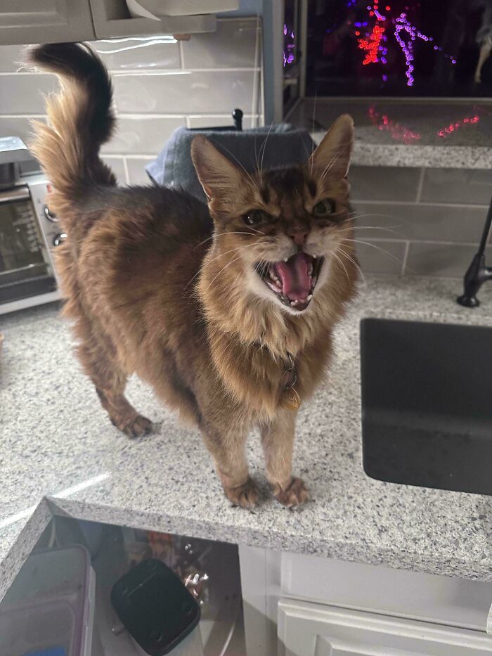 “Born To Scream!”: 93 Cats Who Couldn’t Keep Their Meows To Themselves (New Pics)