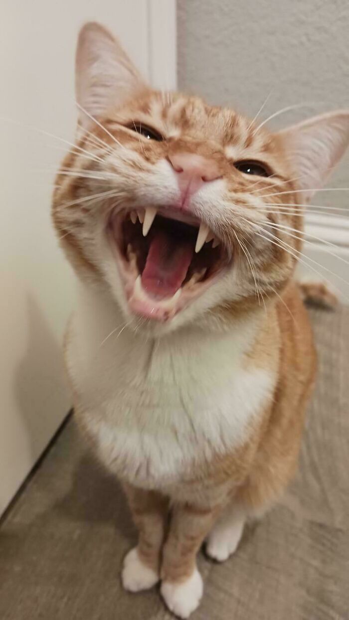 “Born To Scream!”: 93 Cats Who Couldn’t Keep Their Meows To Themselves (New Pics)
