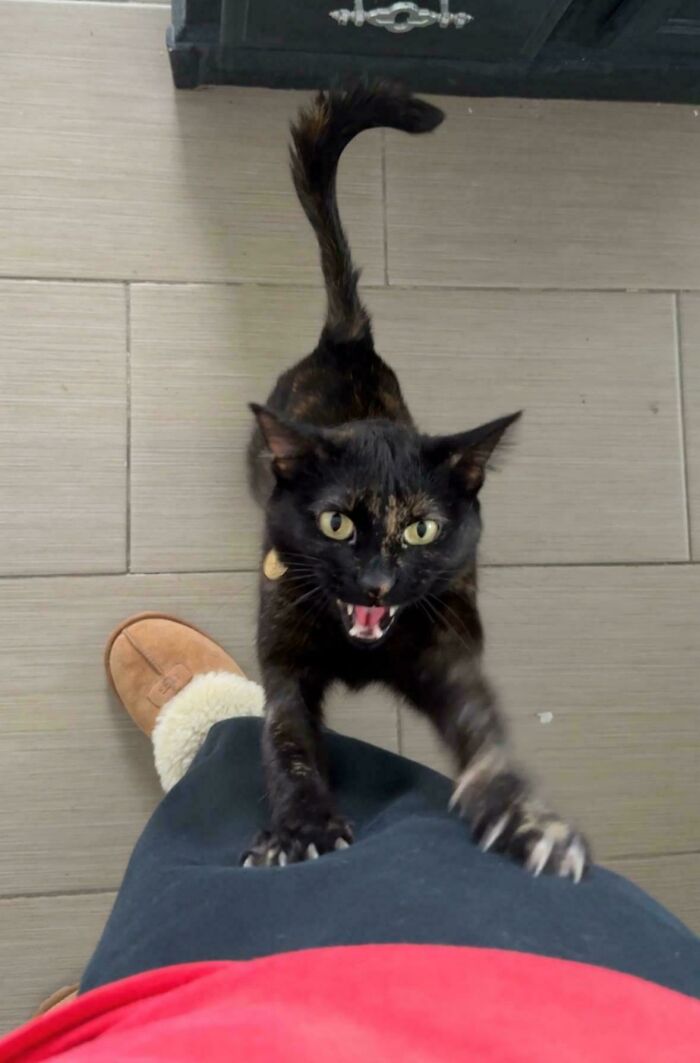 “Born To Scream!”: 93 Cats Who Couldn’t Keep Their Meows To Themselves (New Pics)