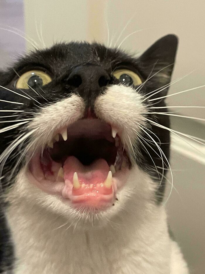 “Born To Scream!”: 93 Cats Who Couldn’t Keep Their Meows To Themselves (New Pics)