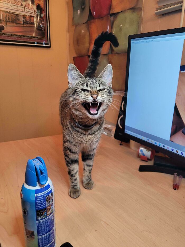 “Born To Scream!”: 93 Cats Who Couldn’t Keep Their Meows To Themselves (New Pics)