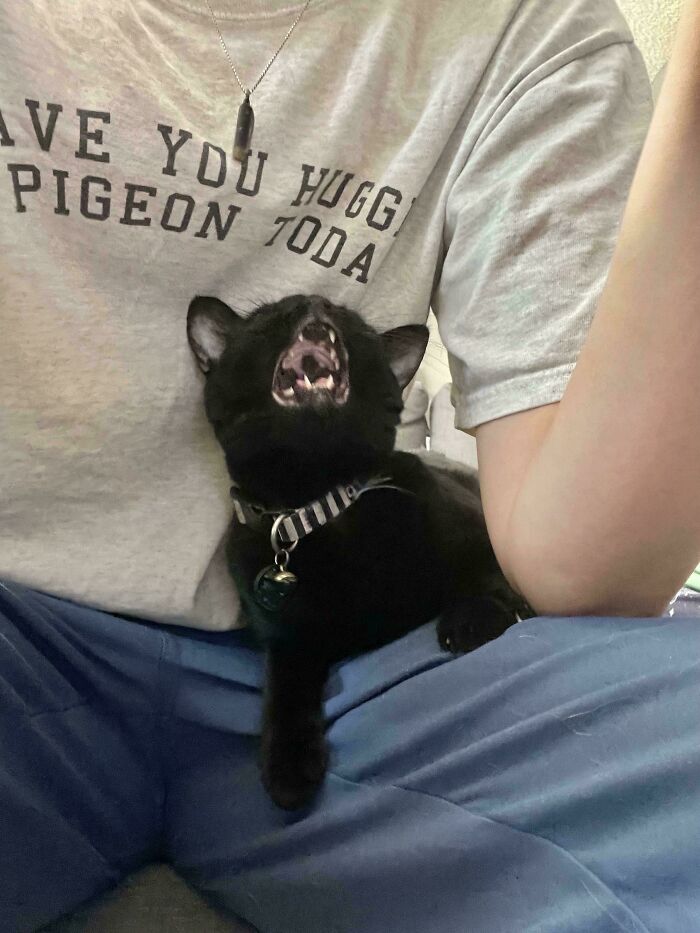 “Born To Scream!”: 93 Cats Who Couldn’t Keep Their Meows To Themselves (New Pics)