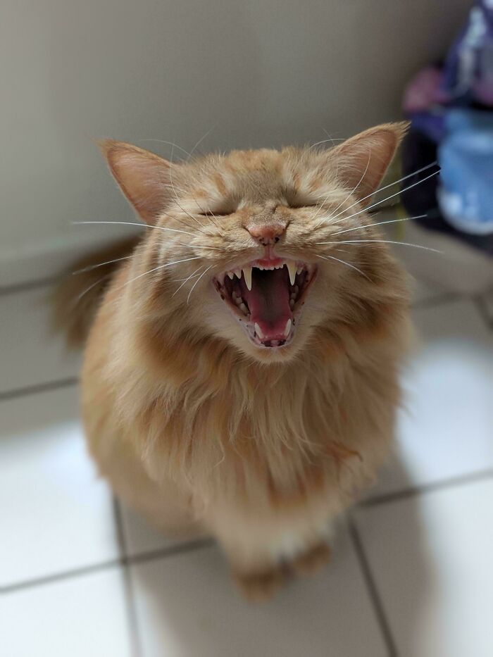 “Born To Scream!”: 93 Cats Who Couldn’t Keep Their Meows To Themselves (New Pics)