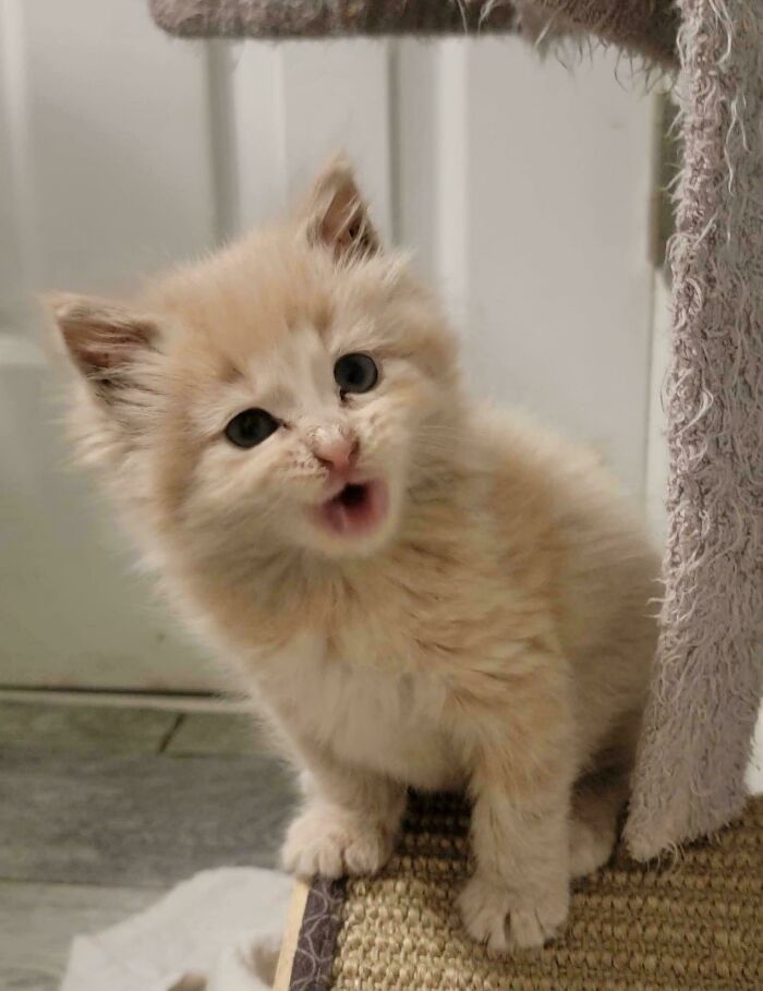 “Born To Scream!”: 93 Cats Who Couldn’t Keep Their Meows To Themselves (New Pics)