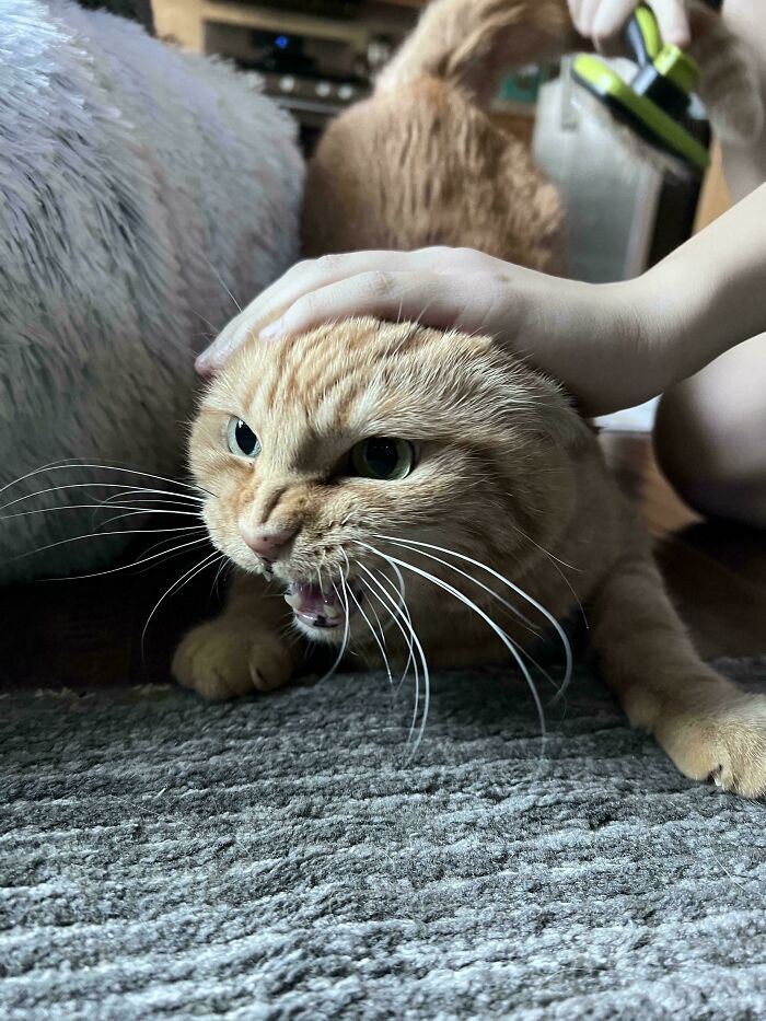 “Born To Scream!”: 93 Cats Who Couldn’t Keep Their Meows To Themselves (New Pics)