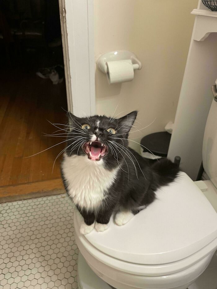 “Born To Scream!”: 93 Cats Who Couldn’t Keep Their Meows To Themselves (New Pics)