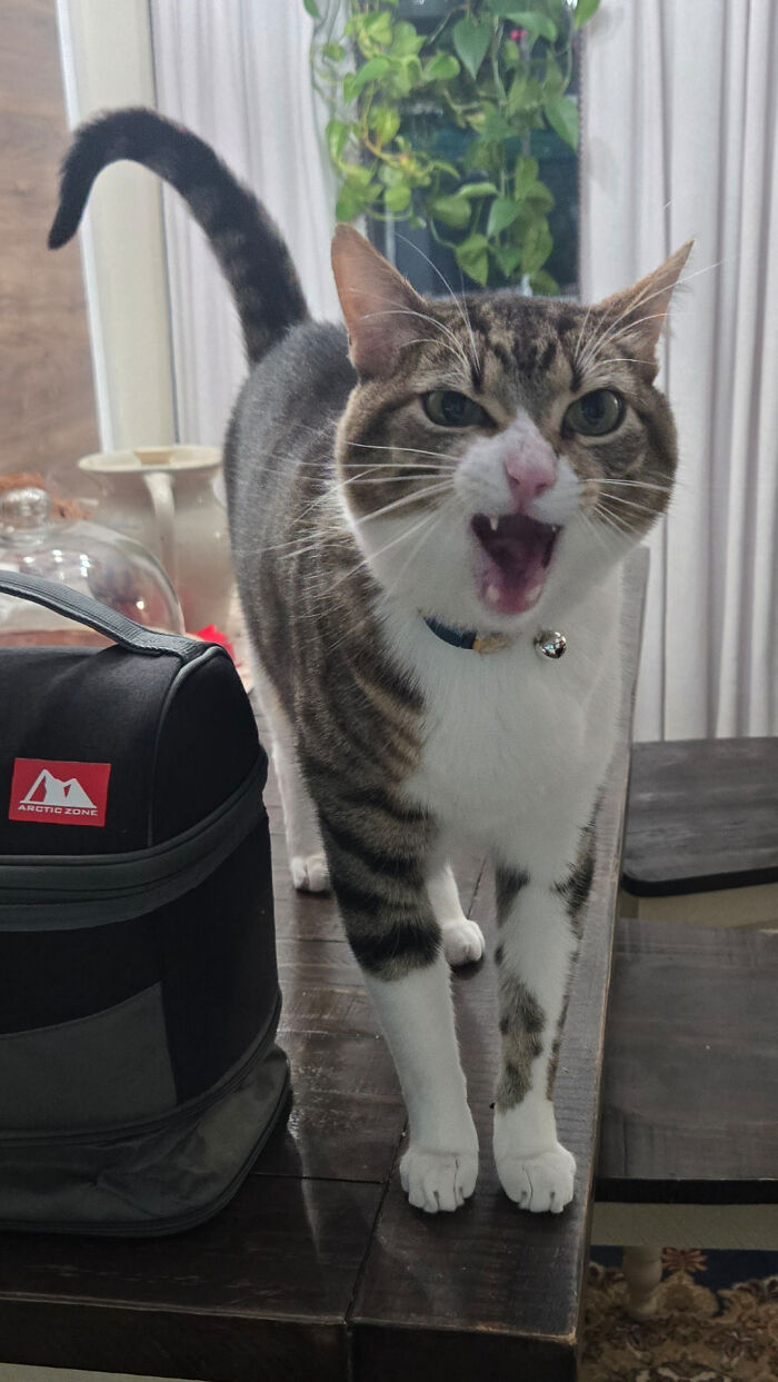 “Born To Scream!”: 93 Cats Who Couldn’t Keep Their Meows To Themselves (New Pics)