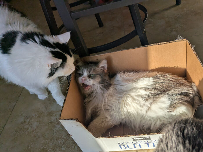“Born To Scream!”: 93 Cats Who Couldn’t Keep Their Meows To Themselves (New Pics)