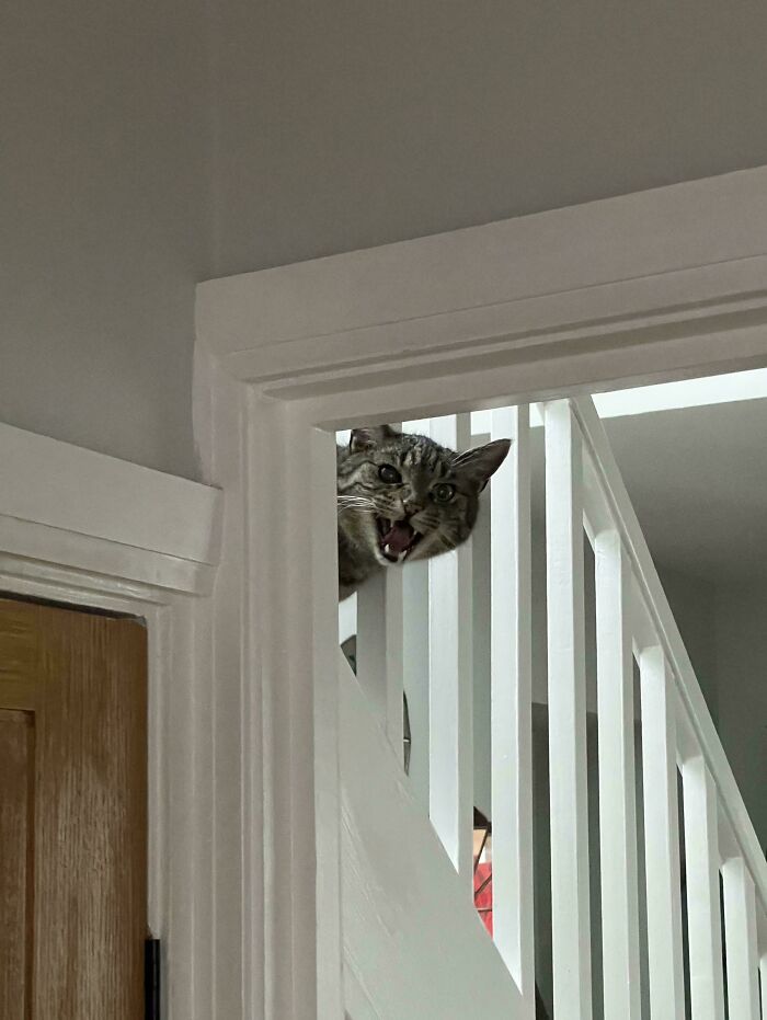 “Born To Scream!”: 93 Cats Who Couldn’t Keep Their Meows To Themselves (New Pics)